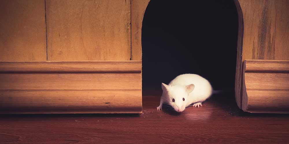 5 Telling Signs Of Rats In The Attic Animal Wildlife Trappers