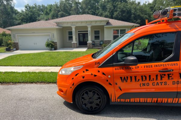 Animal Removal Services In Orlando | Animal Wildlife Trappers