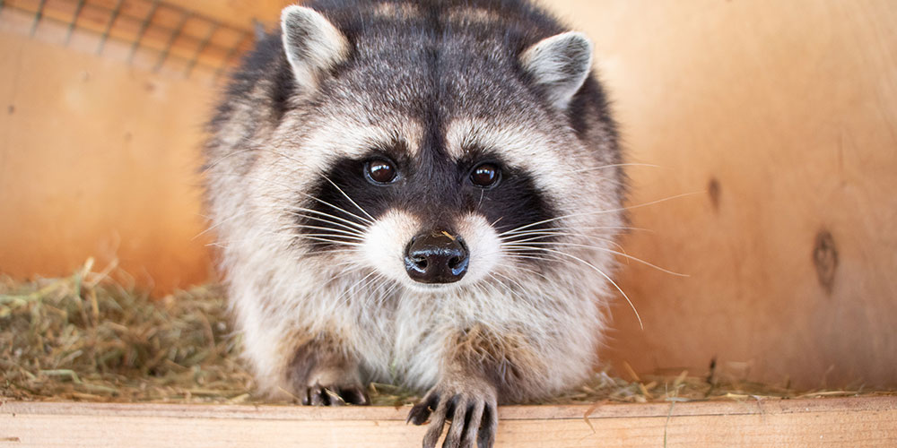 How Much Does It Cost To Remove A Raccoon From Your Attic Animal 