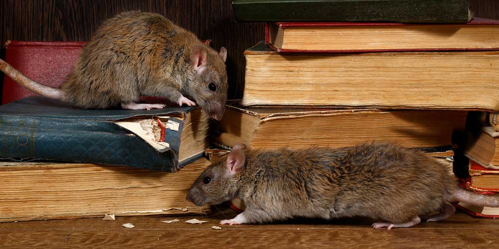 https://www.animaltrappersinorlando.com/wp-content/uploads/2022/08/what-is-the-most-humane-way-to-get-rid-of-rats.jpg