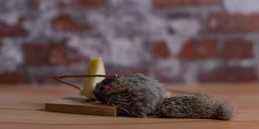 How to get rid of dead rat shop smell