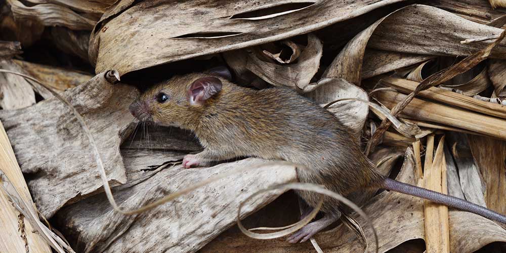 How To Get Rid of Mice in Attics