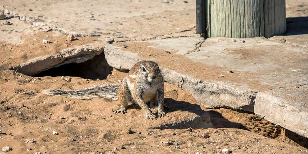How Do You Remove A Gopher From Under Your Shed? Animal Wildlife Trappers