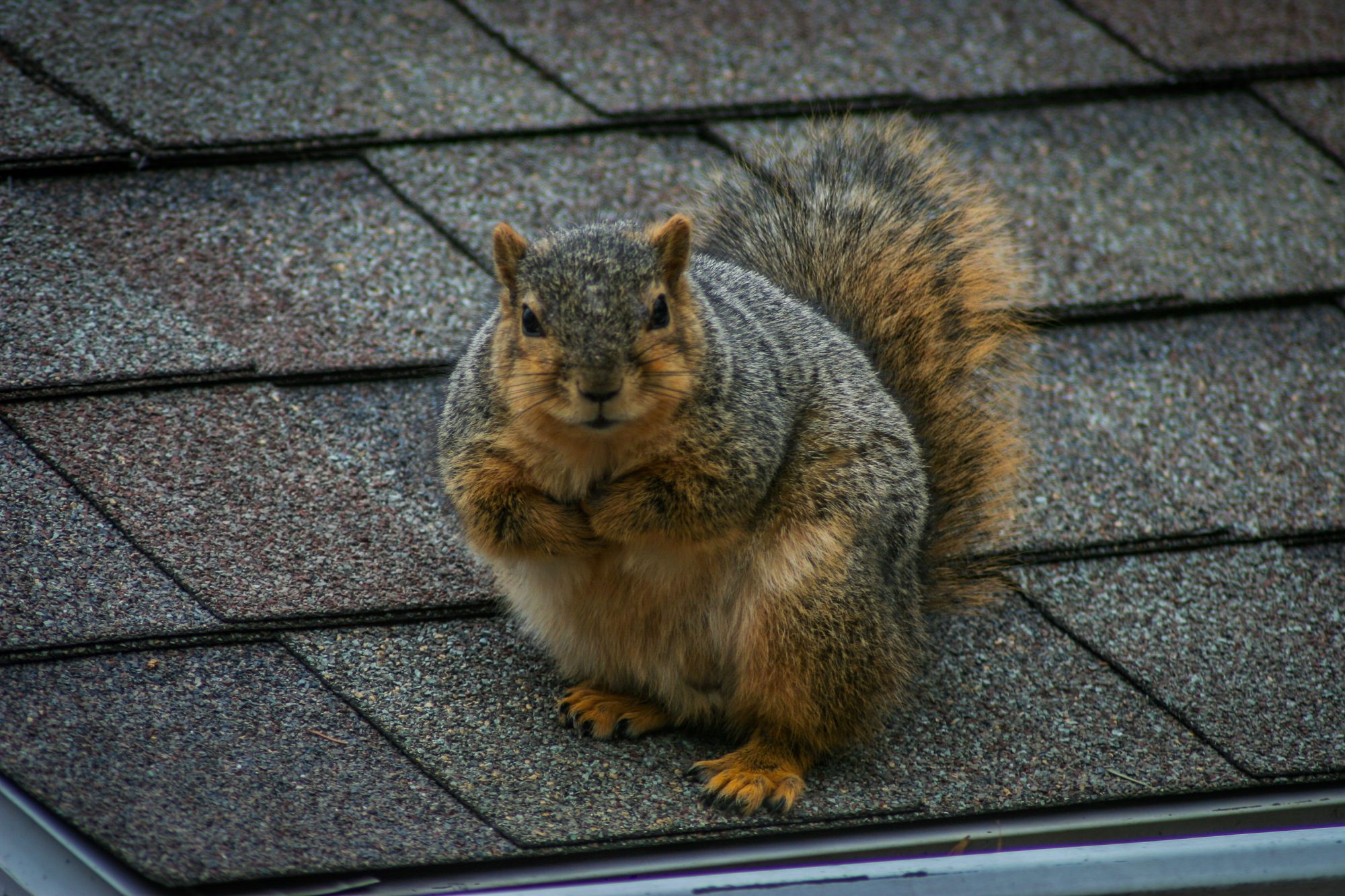 https://www.animaltrappersinorlando.com/wp-content/uploads/2023/04/can-mothballs-be-used-to-get-rid-of-squirrels-scaled.jpg