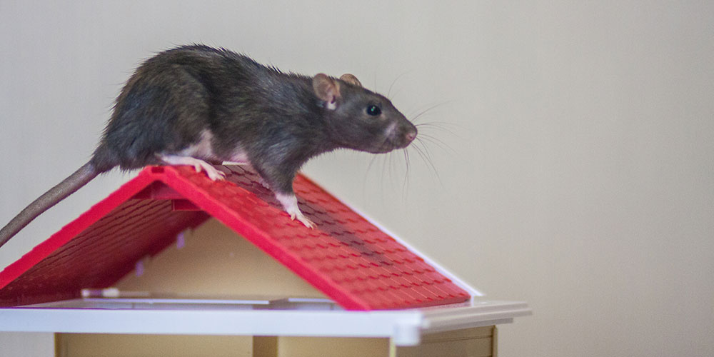 How To Get Rid Of Rats In Walls And Ceiling Animal Wildlife Trappers