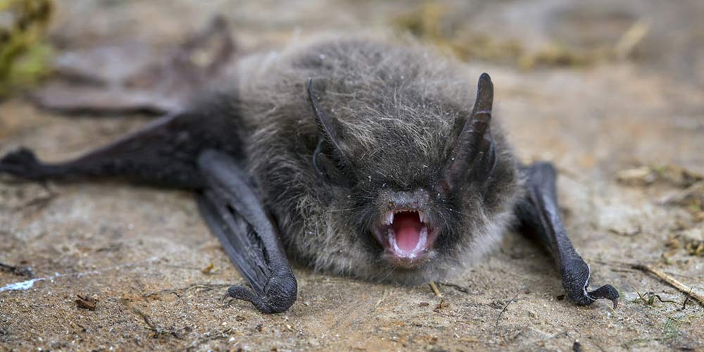 2 Ways To Treat A Bat Bite Animal Wildlife Trappers