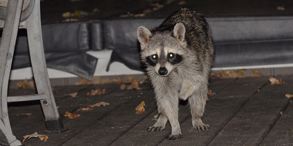 What Do Raccoons Do In The Backyard At Night? Animal Wildlife Trappers