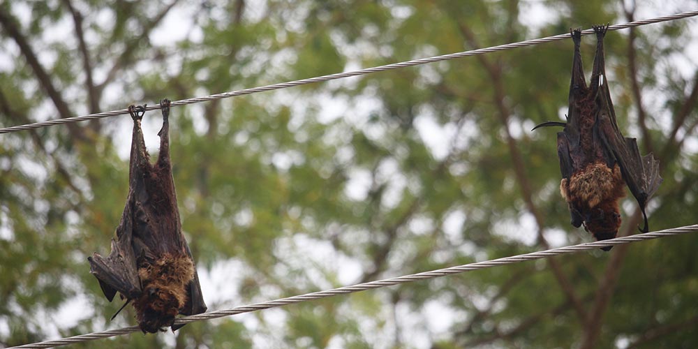 Can You Get Fined For Disturbing Bats? Animal Wildlife Trappers