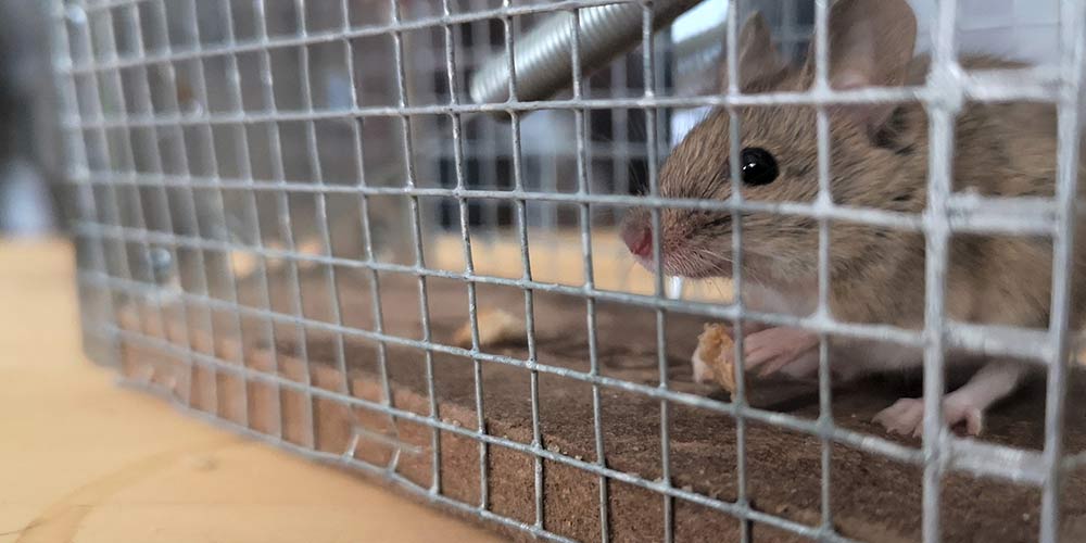 What Is The Most Effective Rodent Control? Animal Wildlife Trappers