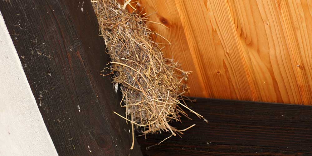 Why Do Animals Keep Getting In My Attic? Animal Wildlife Trappers