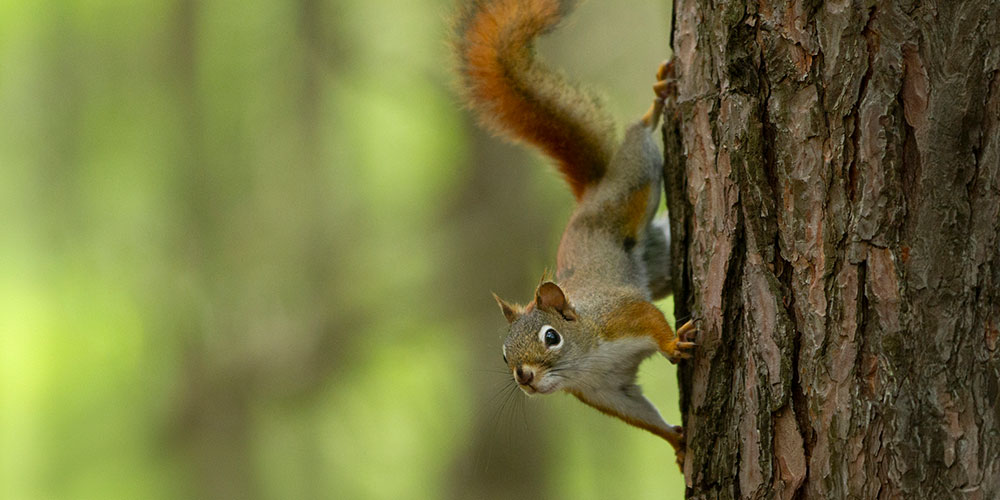 How To Get Rid Of Tree Squirrels | Animal Wildlife Trappers