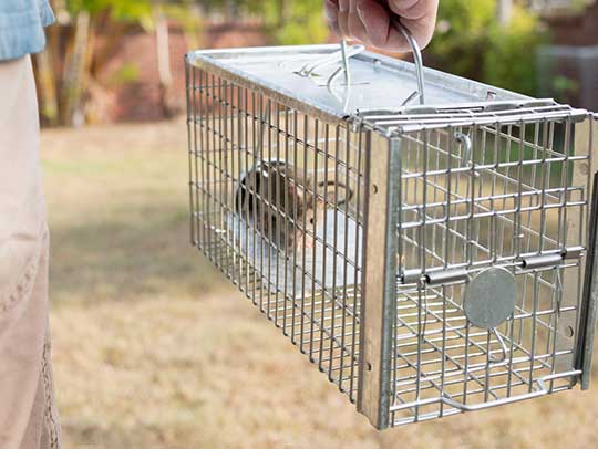 Choosing The Right Rat Control Service: Factors To Consider | Animal ...