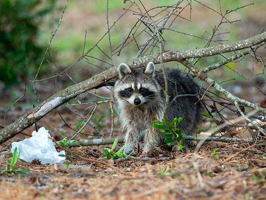 Safe And Effective DIY Raccoon Removal Methods | Animal Wildlife Trappers